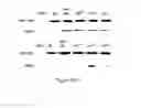 Fig. 57 - Glycosaminoglycans
