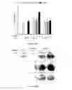Fig. 58 - Glycosaminoglycans