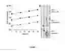 Fig. 02 - Methods for treating an infectious or neoplastic disease