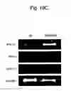 Fig. 37 - Agent for inducing interferon production containing lactic acid bacteria