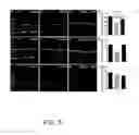 Fig. 06 - METHODS OF USING GAP JUNCTIONS AS THERAPEUTIC TARGETS FOR THE TREATMENT OF DEGENERATIVE DISORDERS OF THE RETINA