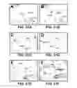 Fig. 32 - THERMOSTABILIZATION OF PROTEINS
