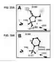 Fig. 34 - THERMOSTABILIZATION OF PROTEINS