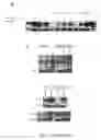 Fig. 04 - ENGINEERED INVARIANT CHAIN MOLECULE FOR IMPROVED MHC CLASS I LOADING