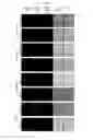 Fig. 05 - Multi-component-multistage malaria vaccines