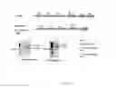 Fig. 12 - Biomarker directed multi-target immunotherapy