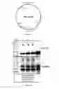 Fig. 49 - Biomarker directed multi-target immunotherapy