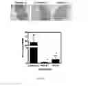 Fig. 61 - Biomarker directed multi-target immunotherapy