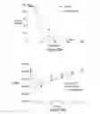 Fig. 82 - Biomarker directed multi-target immunotherapy