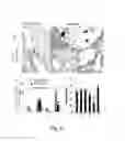 Fig. 07 - Influenza Vaccine, Composition, and Methods of Use