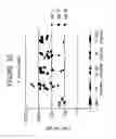 Fig. 56 - Influenza virus vectors and uses therefor