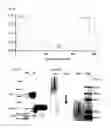 Fig. 04 - CYTOKINE-CHITOSAN BIOCONJUGATES AND METHODS OF USING THE SAME