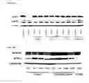 Fig. 22 - ANTIBODY DRUG CONJUGATES
