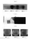 Fig. 02 - METHODS FOR STERILIZING, DEGRADING A POLLUTANT AND PROVIDING LUMINESCENCE USING A FENTON REACTION CATALYST