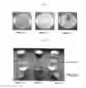 Fig. 03 - METHODS FOR STERILIZING, DEGRADING A POLLUTANT AND PROVIDING LUMINESCENCE USING A FENTON REACTION CATALYST