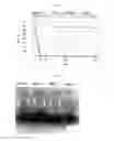 Fig. 04 - METHODS FOR STERILIZING, DEGRADING A POLLUTANT AND PROVIDING LUMINESCENCE USING A FENTON REACTION CATALYST