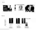 Fig. 02 - Nanofiber paste for growth factor delivery and bone regeneration