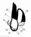 Fig. 01 - Rappelling-ascending apparatus for climbing