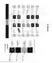 Fig. 12 - SYSTEM AND METHODS RELATED TO SPORTS LEAGUES