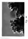 Fig. 04 - METHOD FOR PREPARING NOBLE METAL NANOPARTICLES FROM MYRRH