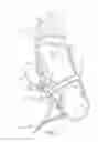 Fig. 04 - BRIDLE NOSEBAND