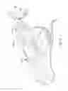 Fig. 06 - BRIDLE NOSEBAND