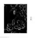 Fig. 07 - Molecular sieve SSZ-105