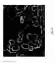 Fig. 07 - Method for making molecular sieve SSZ-105