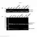 Fig. 02 - UBA5 inhibitors