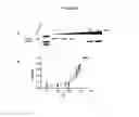 Fig. 09 - UBA5 inhibitors