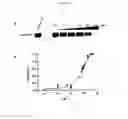Fig. 10 - UBA5 inhibitors