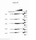 Fig. 16 - UBA5 inhibitors