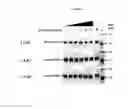 Fig. 17 - UBA5 inhibitors