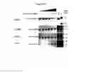 Fig. 18 - UBA5 inhibitors