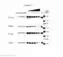 Fig. 19 - UBA5 inhibitors