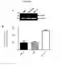 Fig. 26 - UBA5 inhibitors