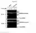 Fig. 29 - UBA5 inhibitors