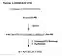 Fig. 02 - SITE SPECIFIC PROTEIN MODIFICATIONS