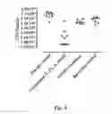 Fig. 07 - ANTIMICROBIAL COMPOUNDS