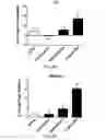 Fig. 09 - Apelin polypeptides