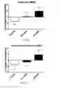 Fig. 12 - Apelin polypeptides