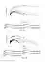 Fig. 16 - Apelin polypeptides