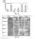 Fig. 09 - Method for inhibiting ADAM proteases with cyclic peptides