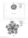 Fig. 13 - Chemically activated nanocapsid functionalized for cancer targeting
