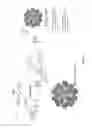 Fig. 15 - Chemically activated nanocapsid functionalized for cancer targeting