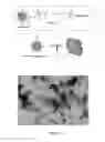 Fig. 18 - Chemically activated nanocapsid functionalized for cancer targeting