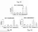 Fig. 08 - Met e 1 tropomyosin variants for use in allergen-specific immunotherapy