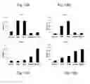 Fig. 14 - Met e 1 tropomyosin variants for use in allergen-specific immunotherapy