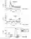 Fig. 06 - Sperm-Specific Cation Channel, and Uses Therefor