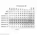 Fig. 12 - Constructs having a SIRP-α domain or variant thereof